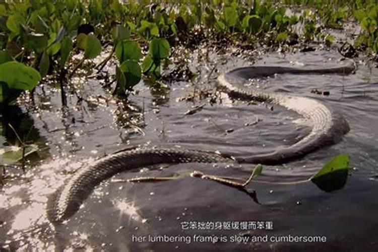 做梦梦见巨型蟒蛇什么意思