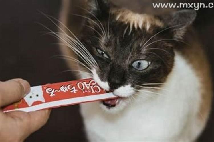 梦见杀了两只猫还见流了好多血的预兆