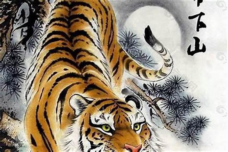 上山虎命好还是下山虎命好 如何判断上山和下山虎？
