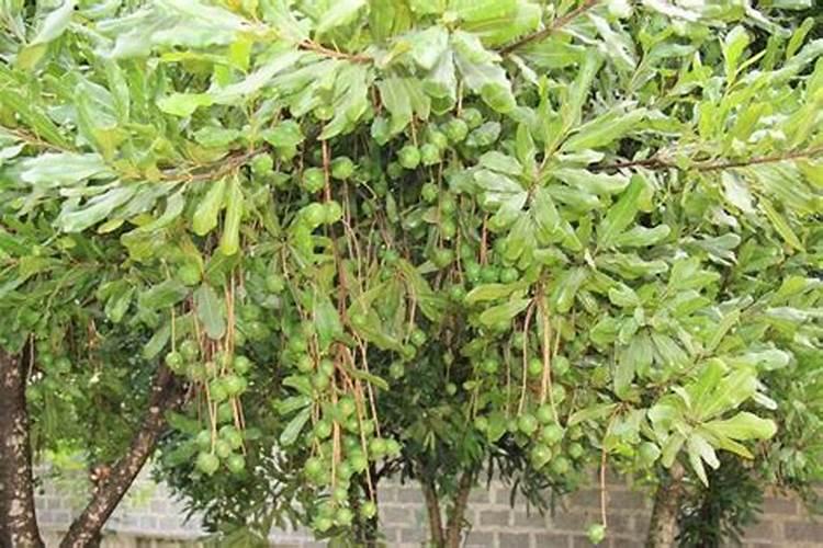 小叶罗汉松在淮北市可以露天过冬吗？