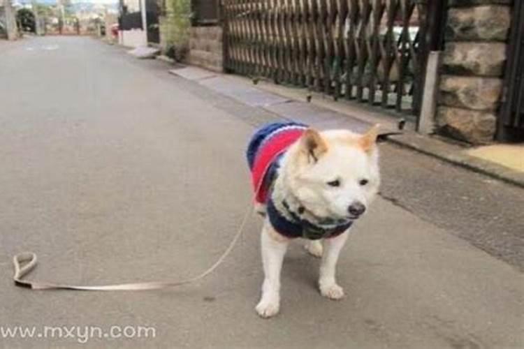 做梦梦到狗丢了是什么征兆？