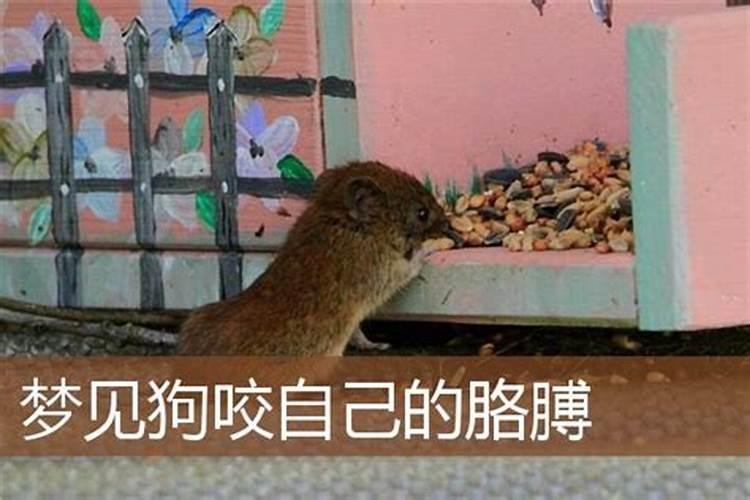 男人梦见狗咬自己是什么预兆