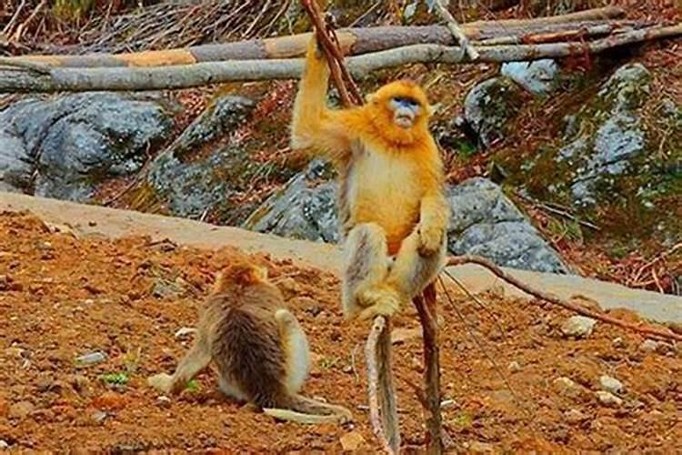 兔男和猴男和得来吗