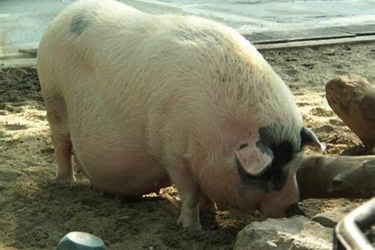 梦见玉米地里追赶两个大胖猪什么意思
