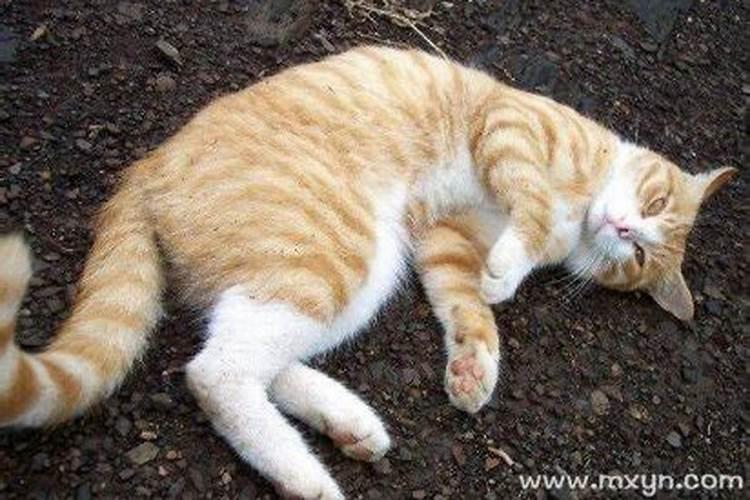 梦见猫是什么预兆 学生？