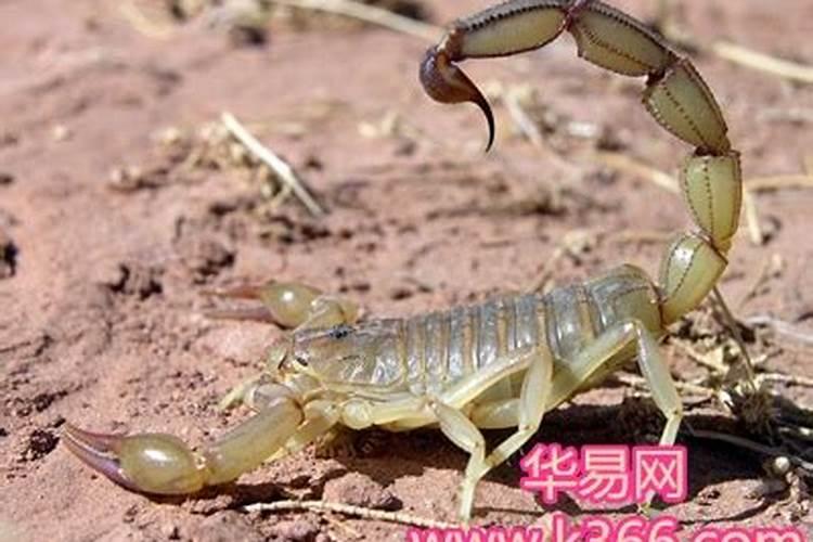梦见踩死蝎子