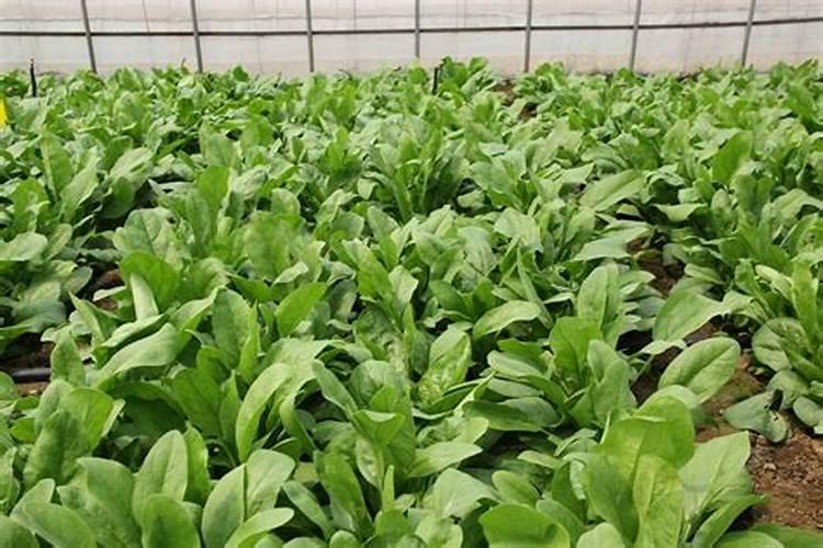 梦见买菠菜的预兆