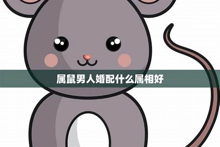 属鼠的和什么属相最配 属鼠的最佳配偶属相
