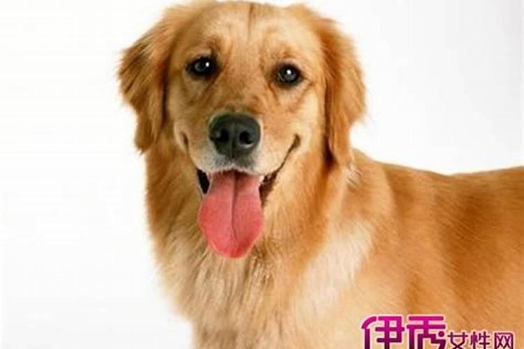 梦见很怕大黄狗咬着我