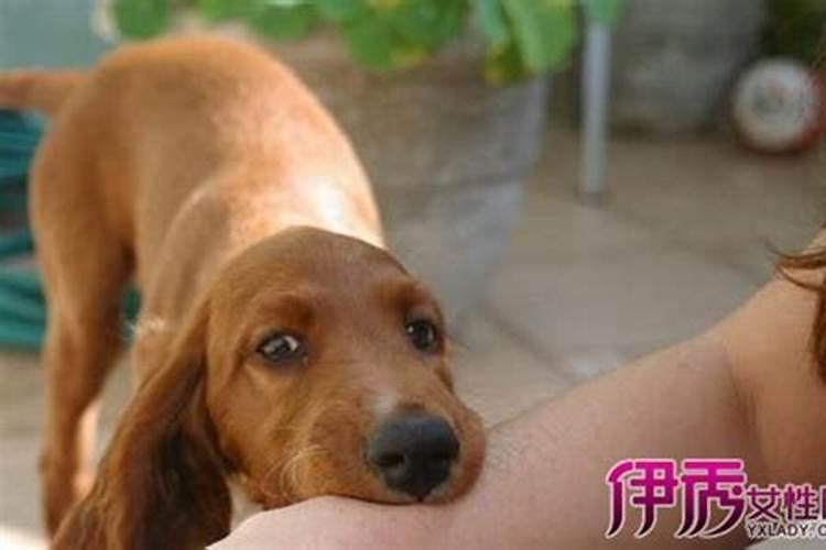 梦见被大黄狗咬的预兆