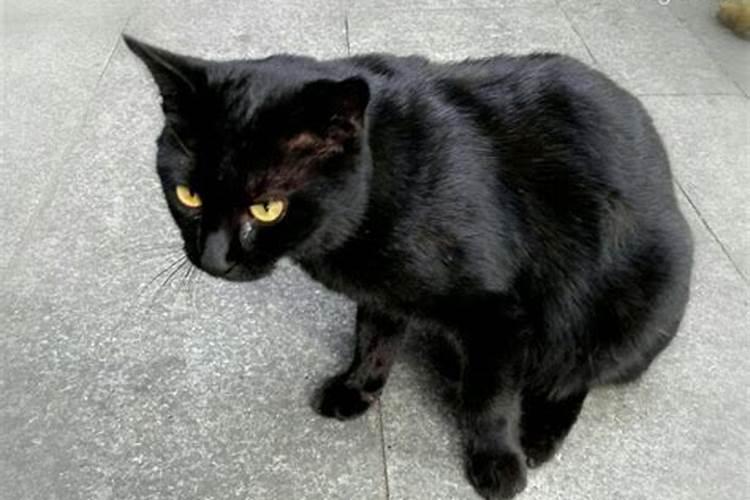 梦见黑猫什么预兆