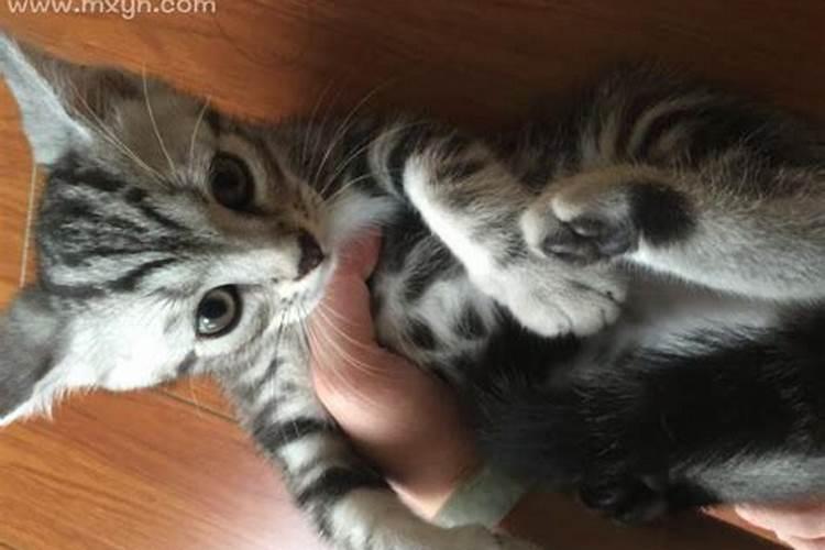 梦见猫攻击我 梦见猫咬我的寓意