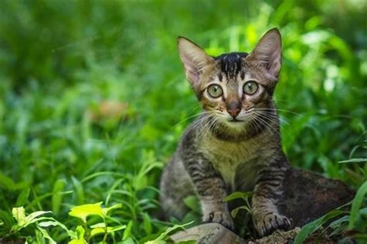 梦见猫很凶的攻击我 梦见猫很凶的攻击我有什么预兆