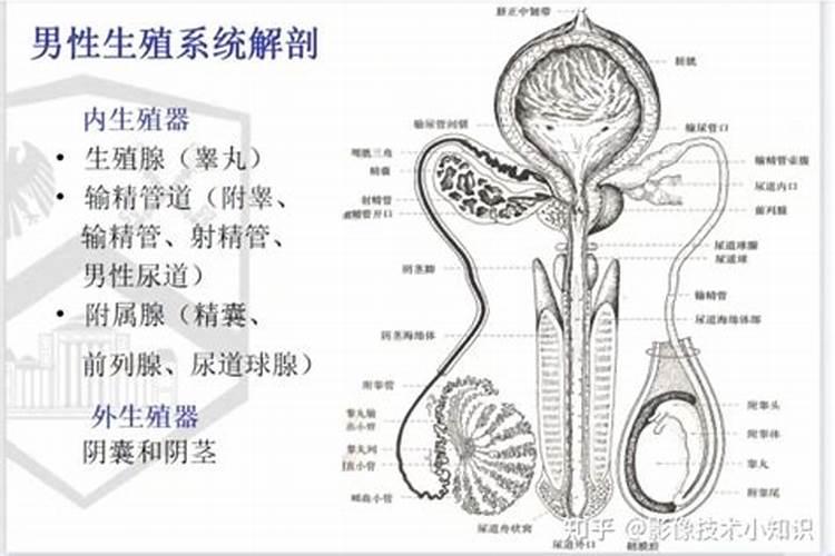 属兔女命中注定的丈夫