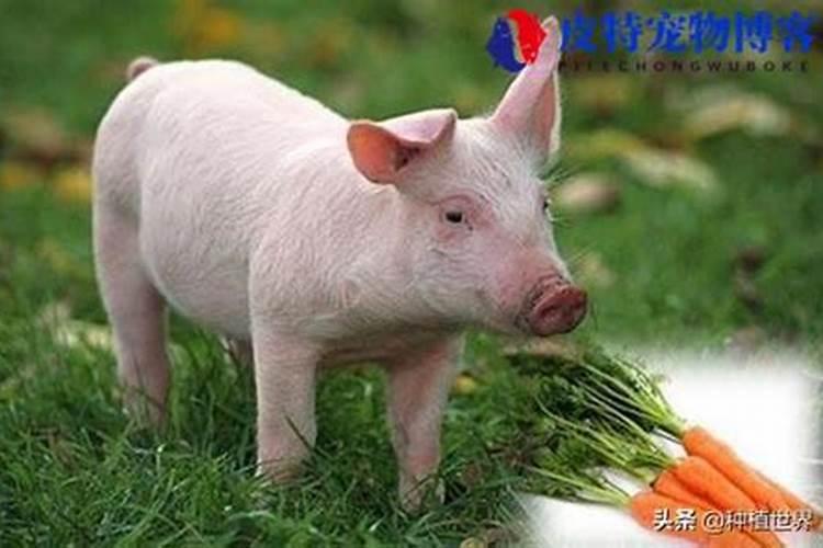 狗来家里有什么预兆狗来家里的风水说法