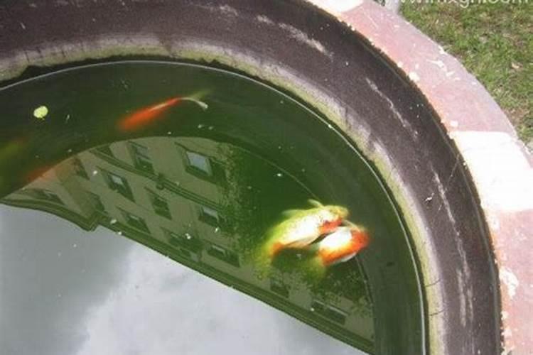 梦见水里有鱼和乌龟