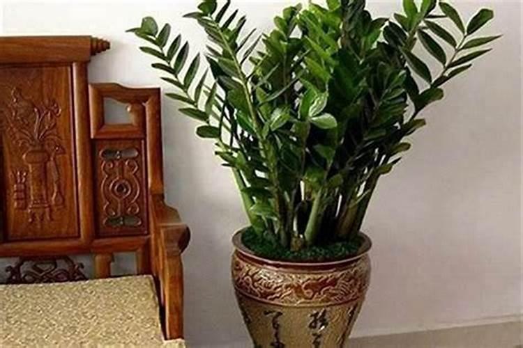 12生肖养什么植物最旺自己的财运