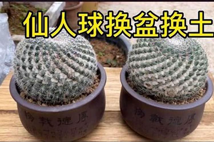 风水上防小人的方法摆放仙人掌远离小人？