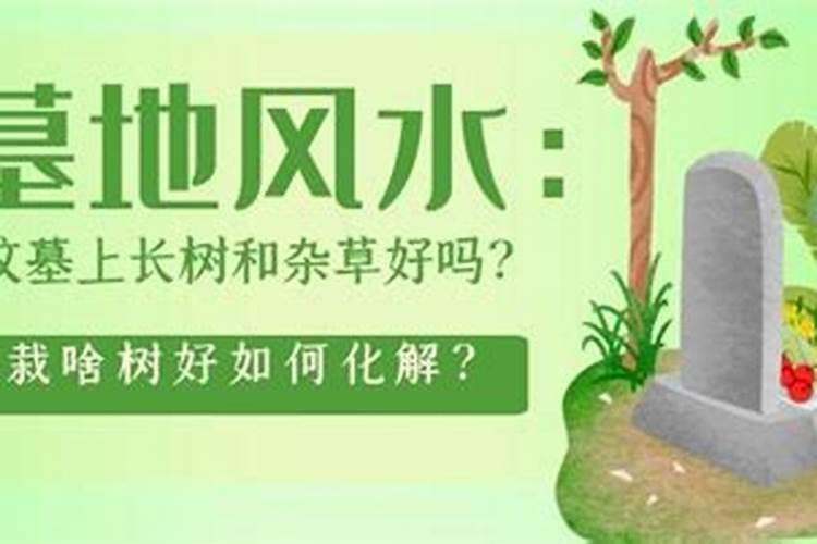 清明节坟上栽树有讲究吗