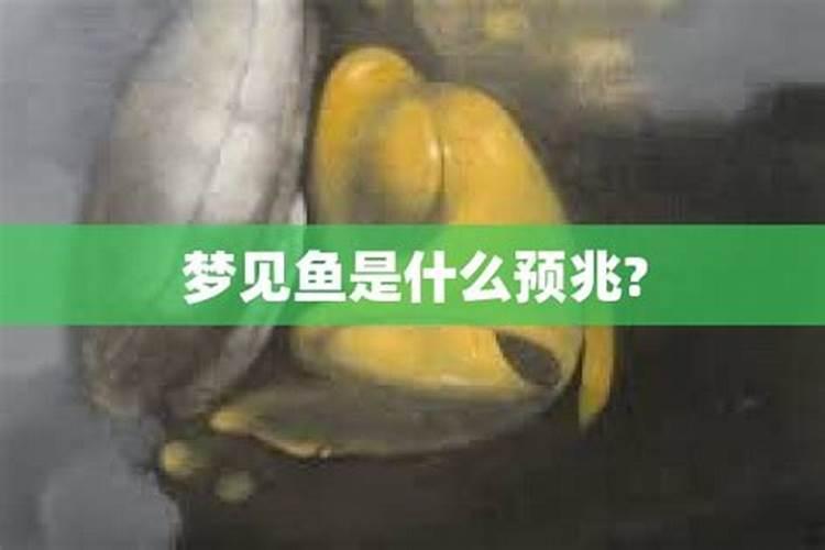 做梦梦到鱼是什么意思周公解梦梦到鱼的意思是什么