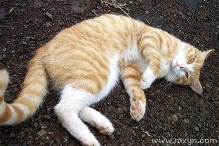 梦见被猫咬手的预兆