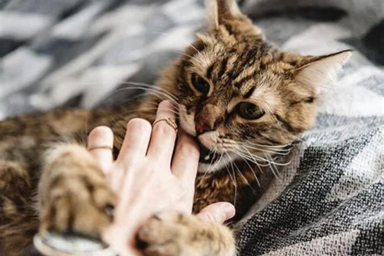 女人梦见猫咬手是吉兆