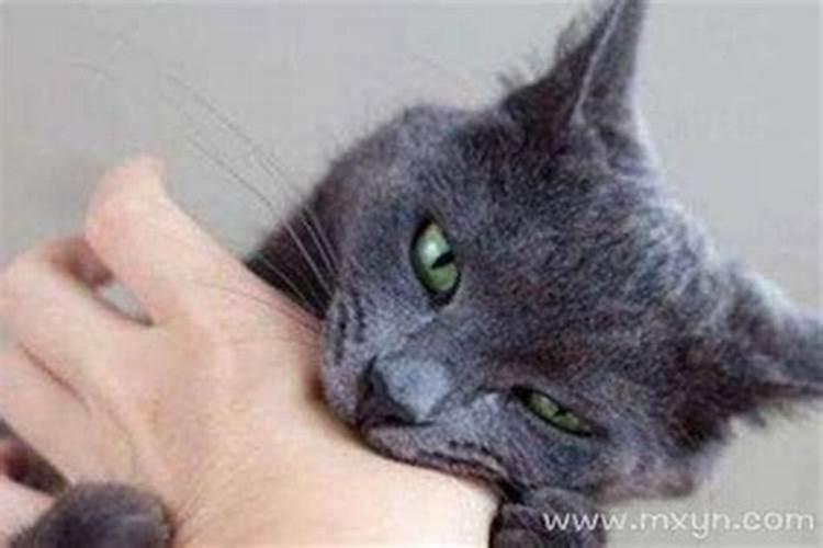 女人梦见猫咬自己啥意思