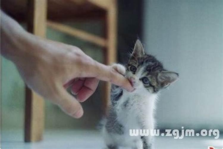 梦见被很多只猫咬的预兆