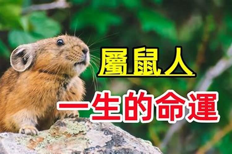 属鼠人一生的命运怎么样？