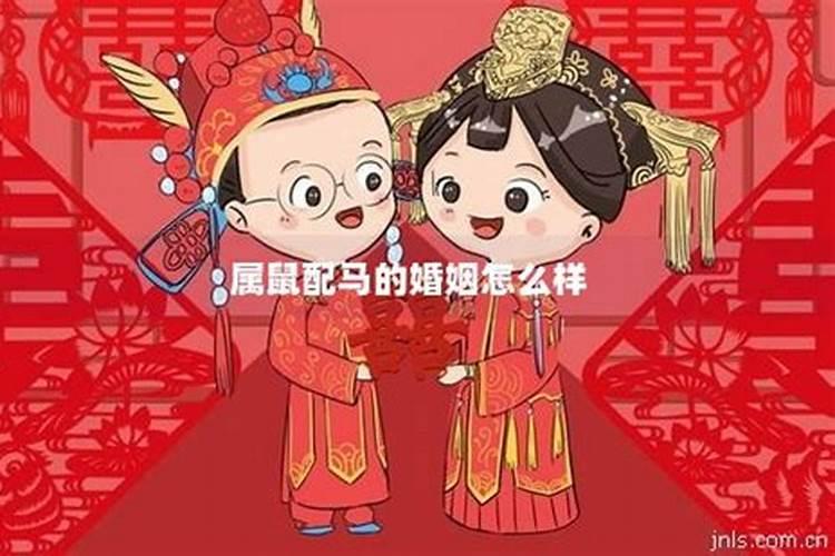 属马和属鼠的相配吗