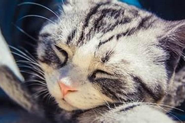 做梦梦到猫死了