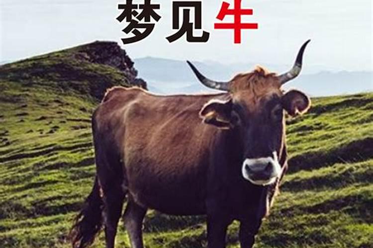 梦见牛追我但没伤到我