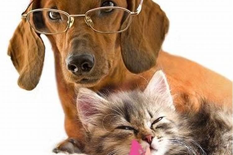 梦见猫生了四个小狗的预兆