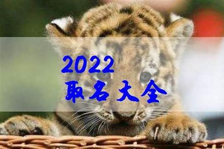 生肖兔2025年运势 属兔2025年运势及运程