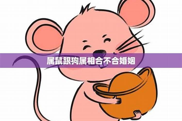 属鼠和属猪的八字不合吗？