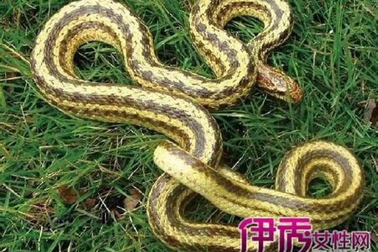 做梦梦到蛇是生男孩的征兆吗 怀男孩的征兆有哪些