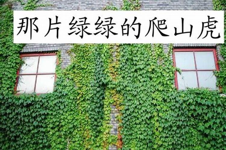 梦见爬山虎的预兆