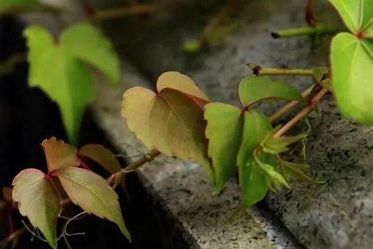梦见大叶爬山虎的预兆