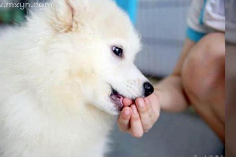 梦见狗咬自己是什么预兆周公解梦