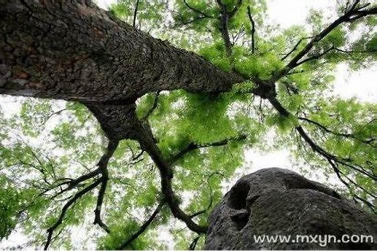 梦到大树预示着什么？
