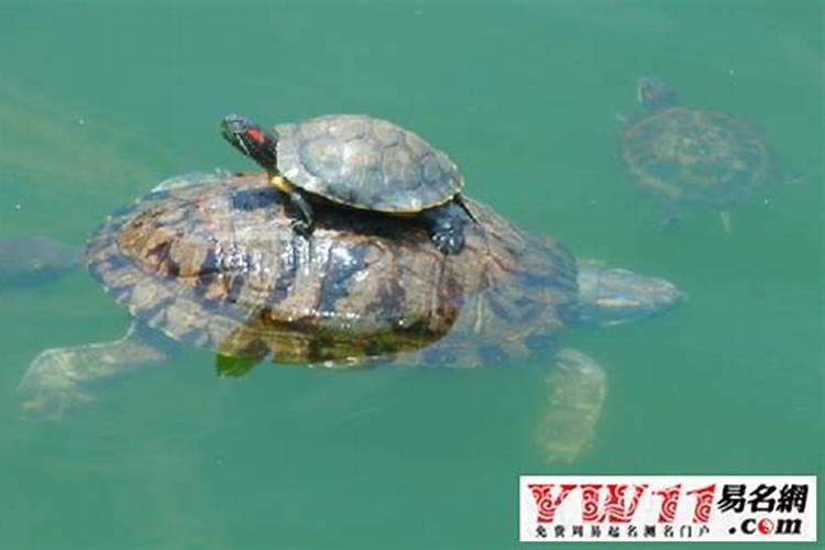 梦见水涨遇到大海龟