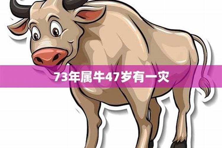 2025属牛犯太岁吗 2025属牛人全年运势