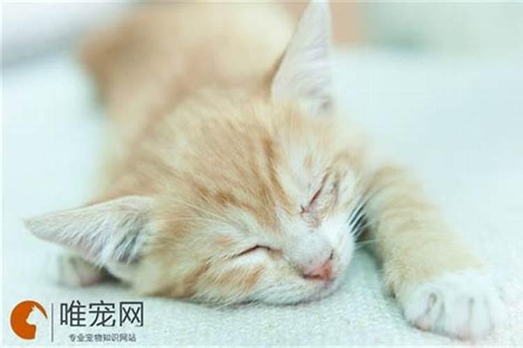 周公解梦梦见猫死了 梦见猫死了好不好