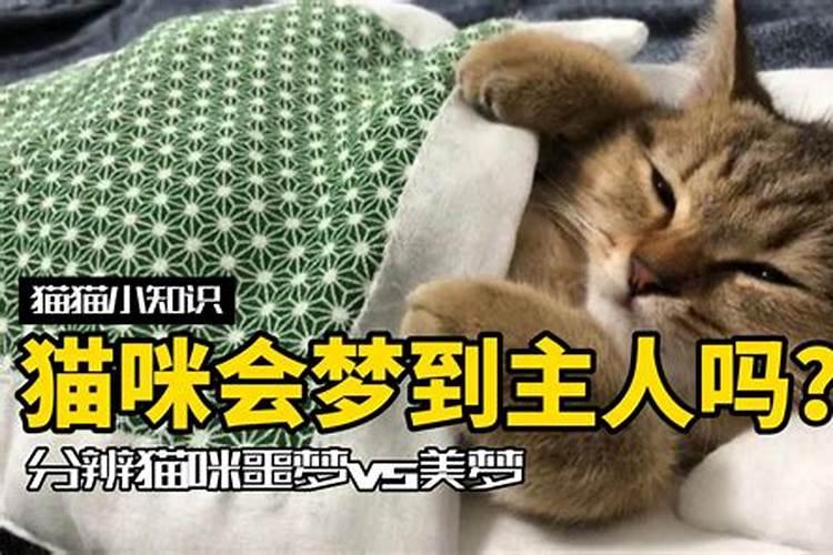 我怀孕了 梦见猫是什么意思  百度宝宝知道