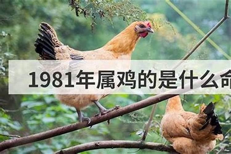 81年属鸡石榴木命人五行缺什么？