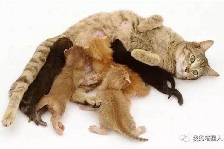 求“笑猫日记”的全文电子版或在线阅读版