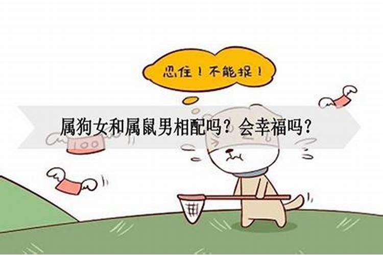 女94狗男96鼠八字合吗,94年女和96年男可配偶吗