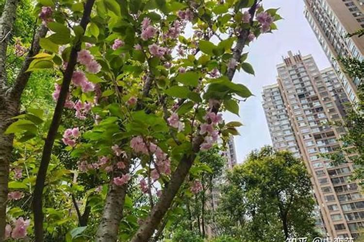 求教辰州术数斩桃花和合风水效果怎么样？有挽回成功的吗？