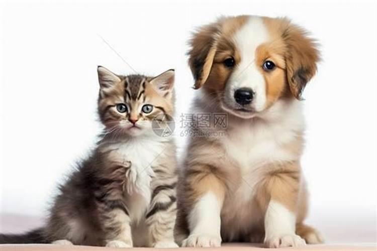 孕妇梦见猫和狗有什么意思