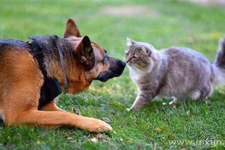 孕妇梦见猫和狗的寓意